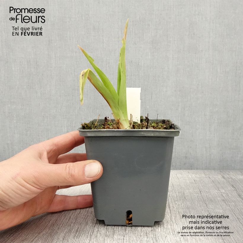 Exemplar von Hemerocallis In Excess - Taglilie Topf mit 1L/1,5L wie im Winter geliefert