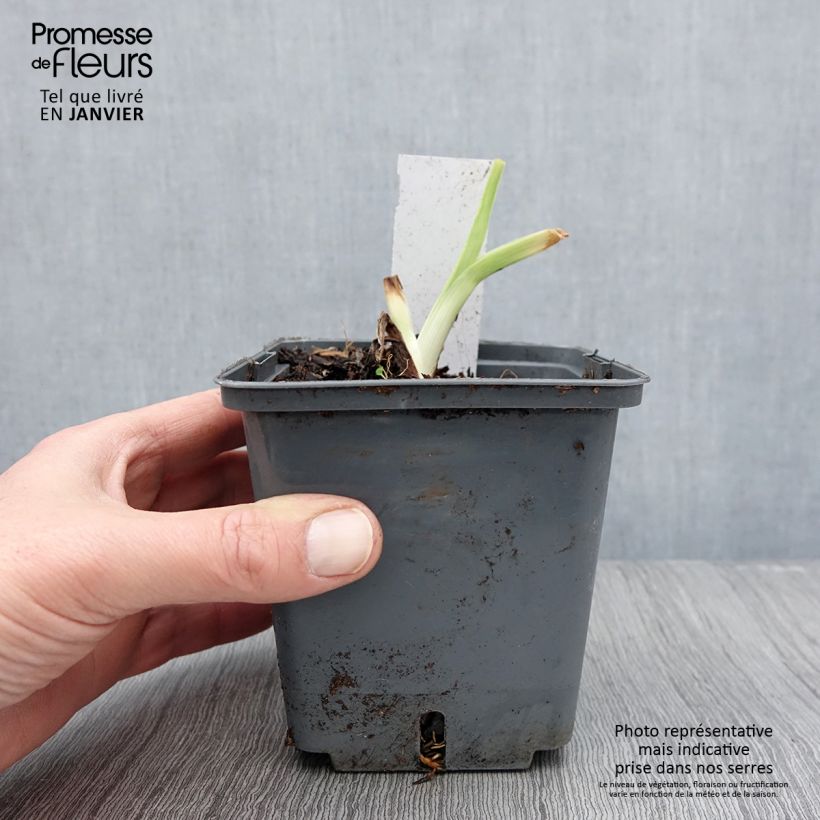 Exemplar von Hemerocallis Land of Cotton - Taglilie Topf mit 1L/1,5L wie im Winter geliefert