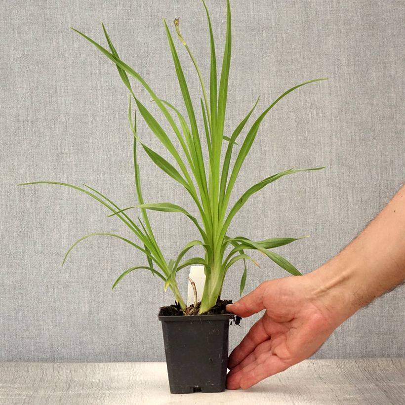 Exemplar von Hemerocallis lilioasphodelus - Taglilie Kleine Töpfe von 8/9 cm wie im Sommer geliefert