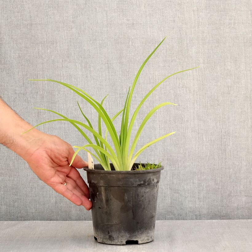 Exemplar von Hemerocallis Mauna Loa - Taglilie Topf mit 2L/3L wie im Sommer geliefert
