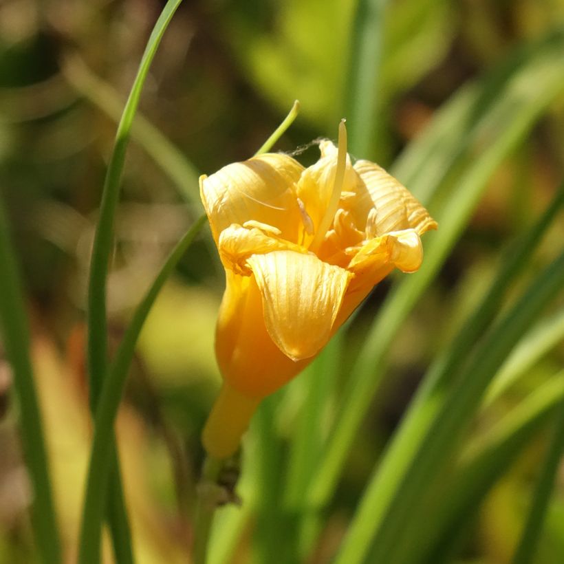 Hemerocallis Mini stella - Taglilie (Blüte)