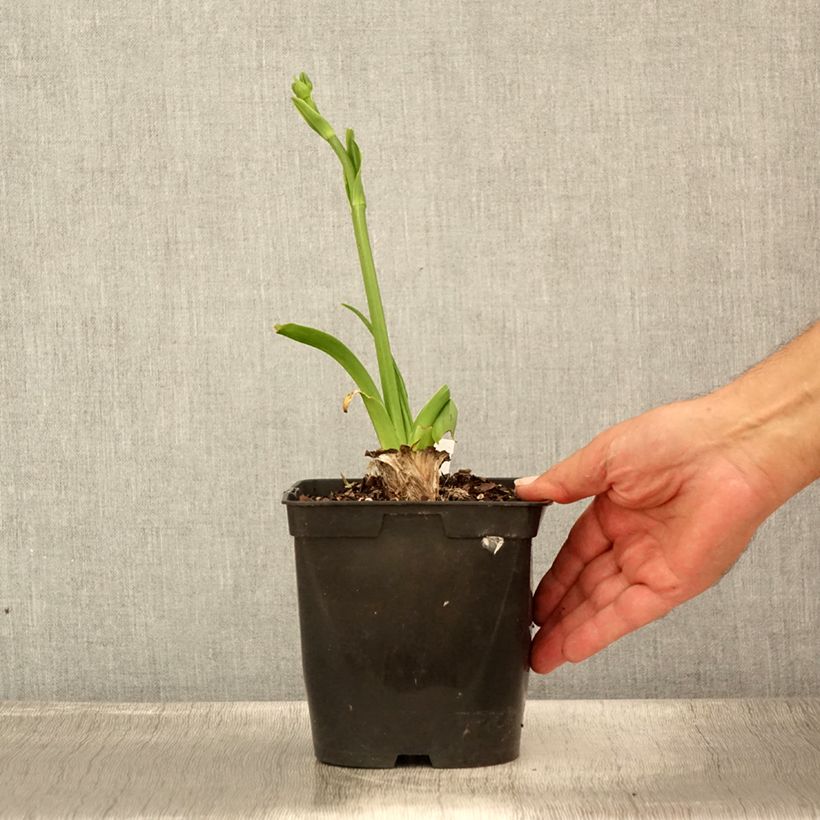 Exemplar von Hemerocallis Nature's Crown - Taglilie Topf mit 1L/1,5L wie im Sommer geliefert