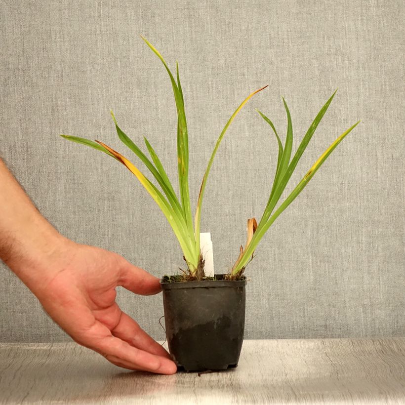 Exemplar von Hemerocallis Olive Bailey Langdon - Taglilie Kleine Töpfe von 8/9 cm wie im Sommer geliefert