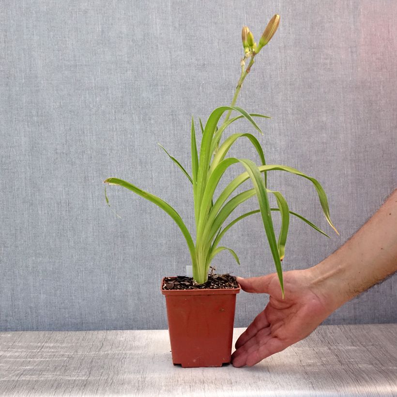 Exemplar von Hemerocallis Piano Man - Taglilie Topf mit 1L/1,5L wie im Sommer geliefert