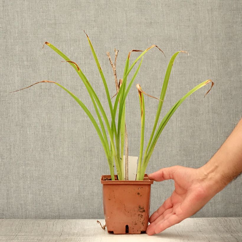 Exemplar von Hemerocallis Poogie - Taglilie Topf mit 1L/1,5L wie im Sommer geliefert