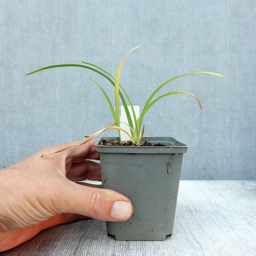 Exemplar von Hemerocallis Prairie Blue Eyes - Taglilie Kleine Töpfe von 8/9 cm wie im Herbst geliefert