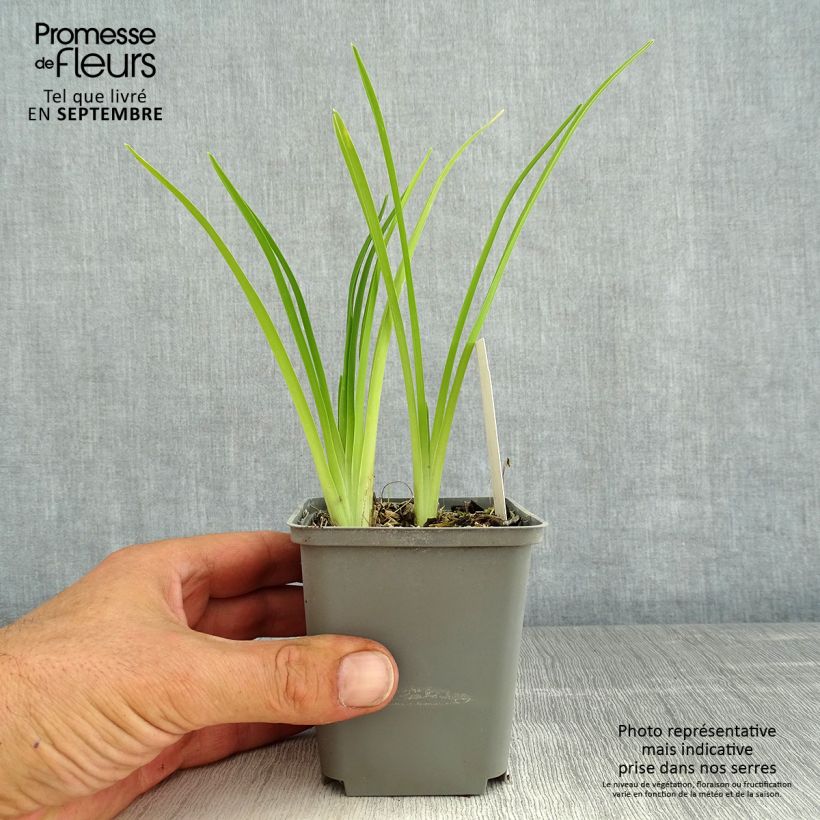 Exemplar von Hemerocallis Prairie Blue Eyes - Taglilie Topf mit 1L/1,5L wie im Sommer geliefert