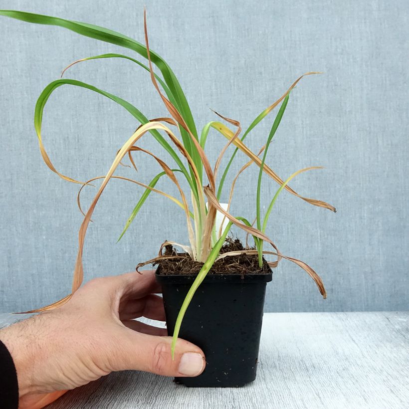Exemplar von Hemerocallis Red Rum - Taglilie Kleine Töpfe von 8/9 cm wie im Herbst geliefert