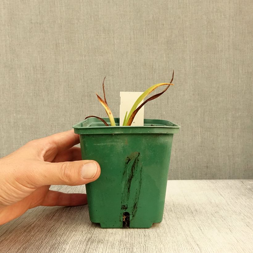 Exemplar von Hemerocallis Roswitha - Taglilie Topf mit 1,5L/2L wie im Herbst geliefert
