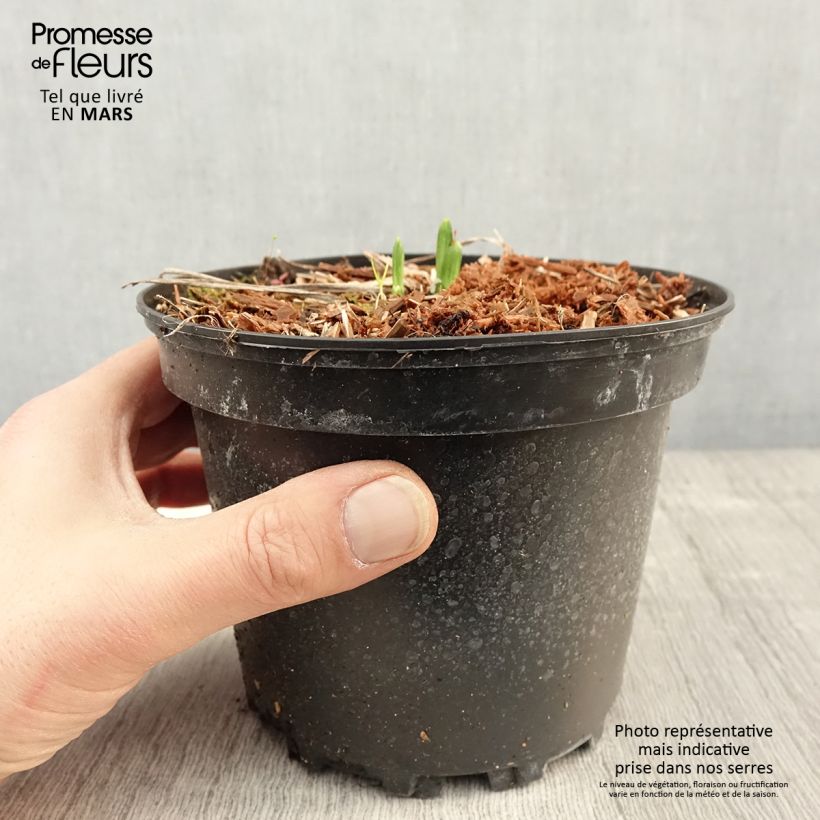 Exemplar von Hemerocallis Rosy Returns - Taglilie Topf mit 2L/3L wie im Frühjahr geliefert