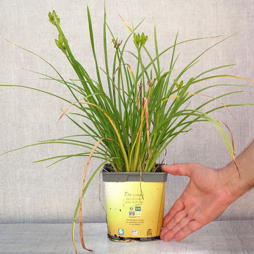 Exemplar von Hemerocallis Stella de Oro - Taglilie Topf mit 2L/3L wie im Sommer geliefert