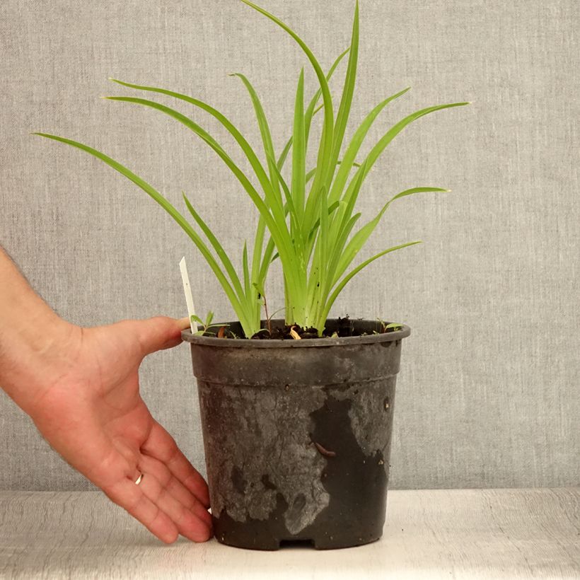 Exemplar von Hemerocallis Strawberry Candy - Taglilie Topf mit 2L/3L wie im Sommer geliefert