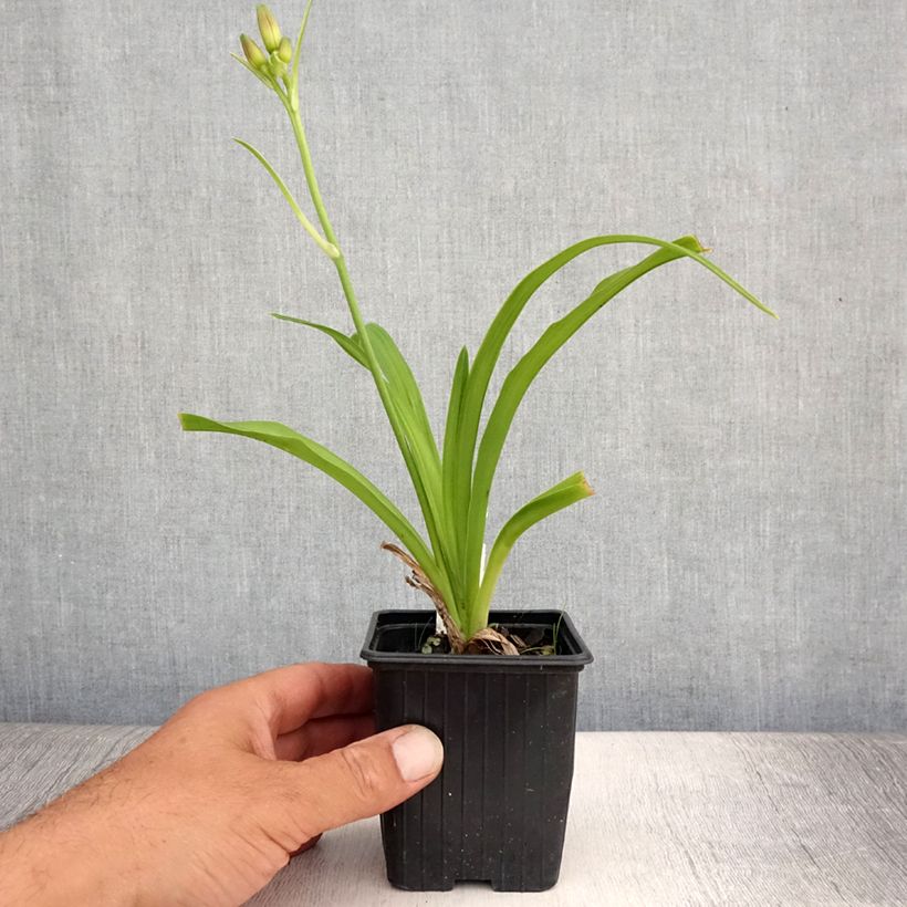Exemplar von Hemerocallis Sugar Candy - Taglilie Kleine Töpfe von 8/9 cm wie im Sommer geliefert