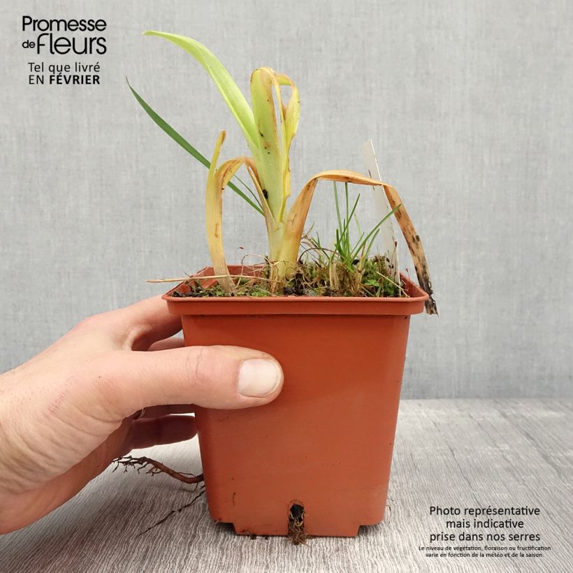 Exemplar von Hemerocallis Veins of Truth - Taglilie Topf mit 1L/1,5L wie im Winter geliefert
