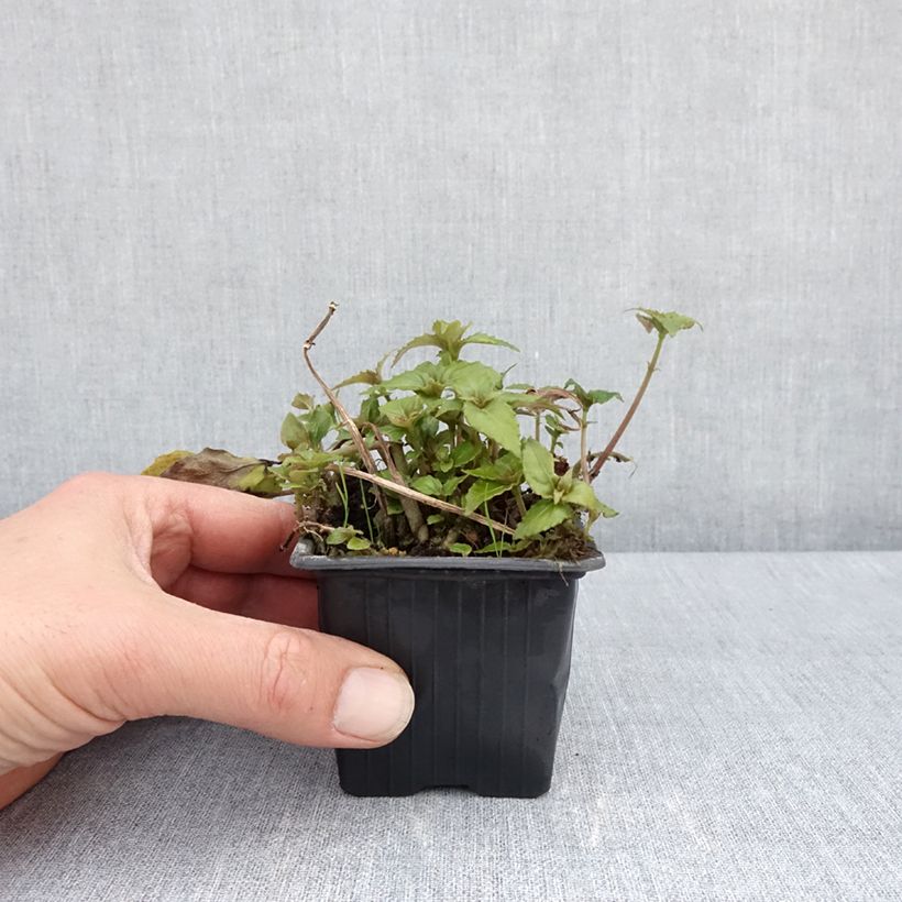 Exemplar von Hemiboea subcapitata Godet de 8/9 cm wie im Frühjahr geliefert