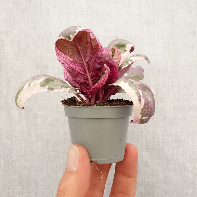 Exemplar von Hemigraphis Snow White - Noppenblatt Mini-plante wie im Frühjahr geliefert