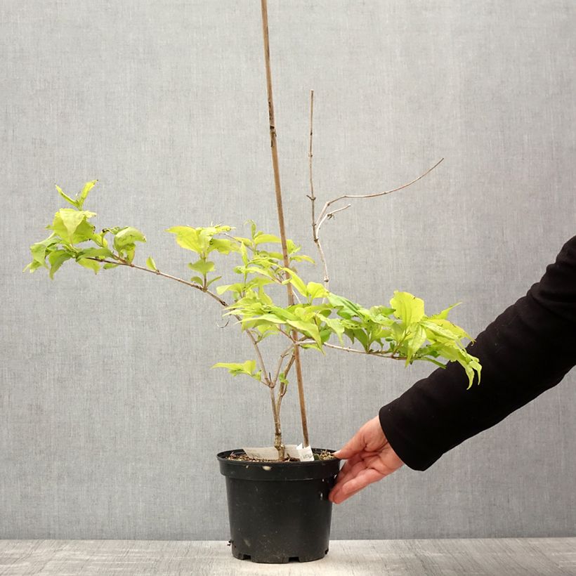 Exemplar von Sieben-Glocken Temple of Bloom - Heptacodium miconioides Topf mit 3L/4LGelieferte Höhe ca. 60/80cm wie im Frühjahr geliefert