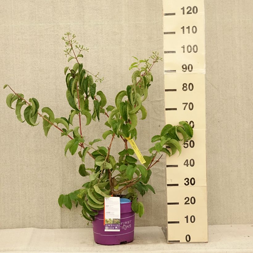 Exemplar von Sieben-Glocken Tianshan - Heptacodium miconioides Topf mit 7,5L/10L wie im Sommer geliefert