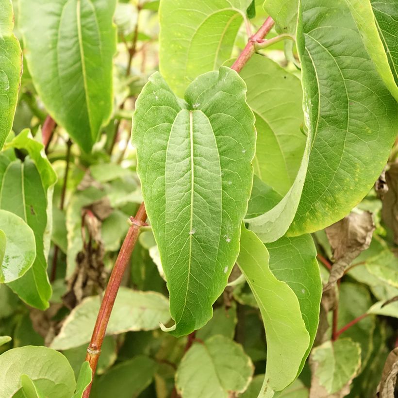 Sieben-Glocken Tianshan - Heptacodium miconioides (Laub)