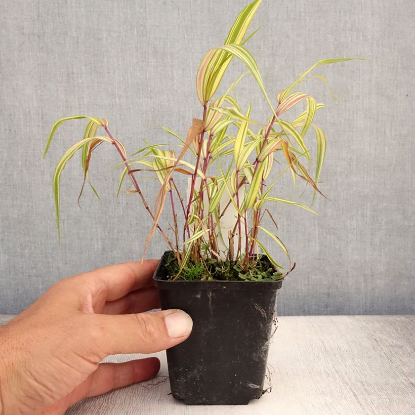 Exemplar von Hakonechloa macra Naomi - Japangras Kleine Töpfe von 8/9 cm wie im Sommer geliefert