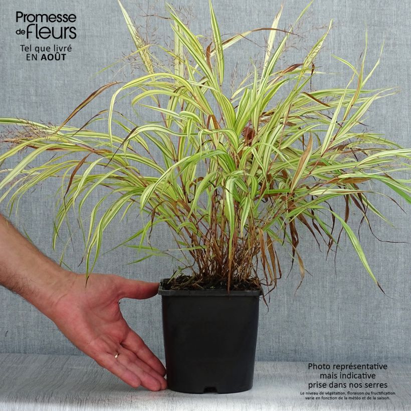 Exemplar von Hakonechloa macra Naomi - Japangras Topf mit 2L/3L wie im Sommer geliefert