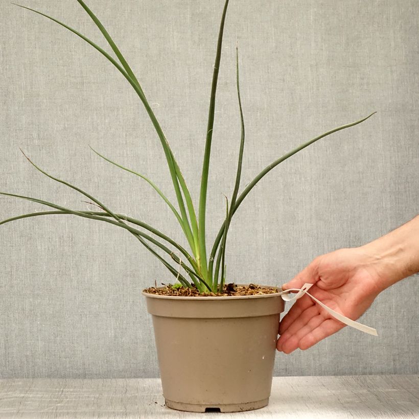 Exemplar von Hesperaloe parviflora Rubra - Rote Yucca Topf mit 2L/3L wie im Sommer geliefert