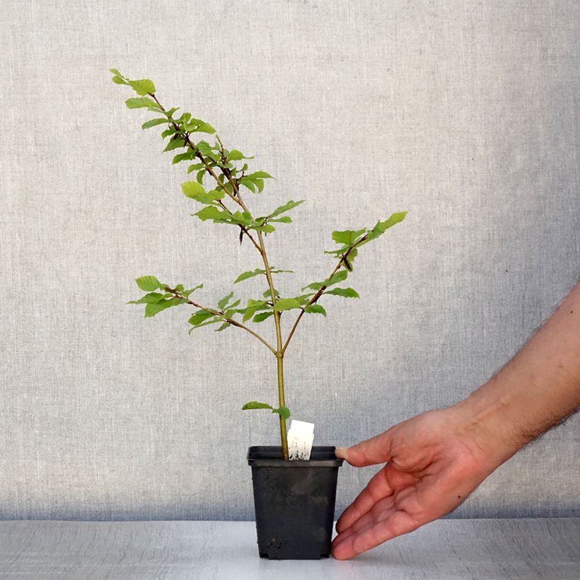 Exemplar von Rotbuche - Fagus sylvatica Kleine Töpfe von 8/9 cm wie im Sommer geliefert