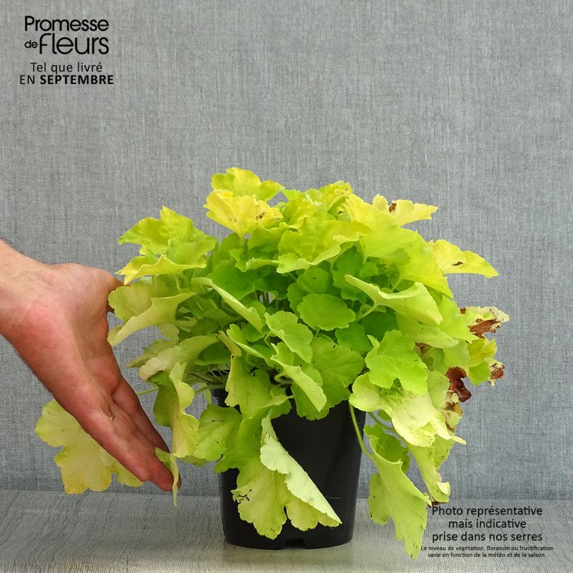 Exemplar von Heuchera Citronelle - Purpurglöckchen Topf mit 1,5L/2L wie im Sommer geliefert