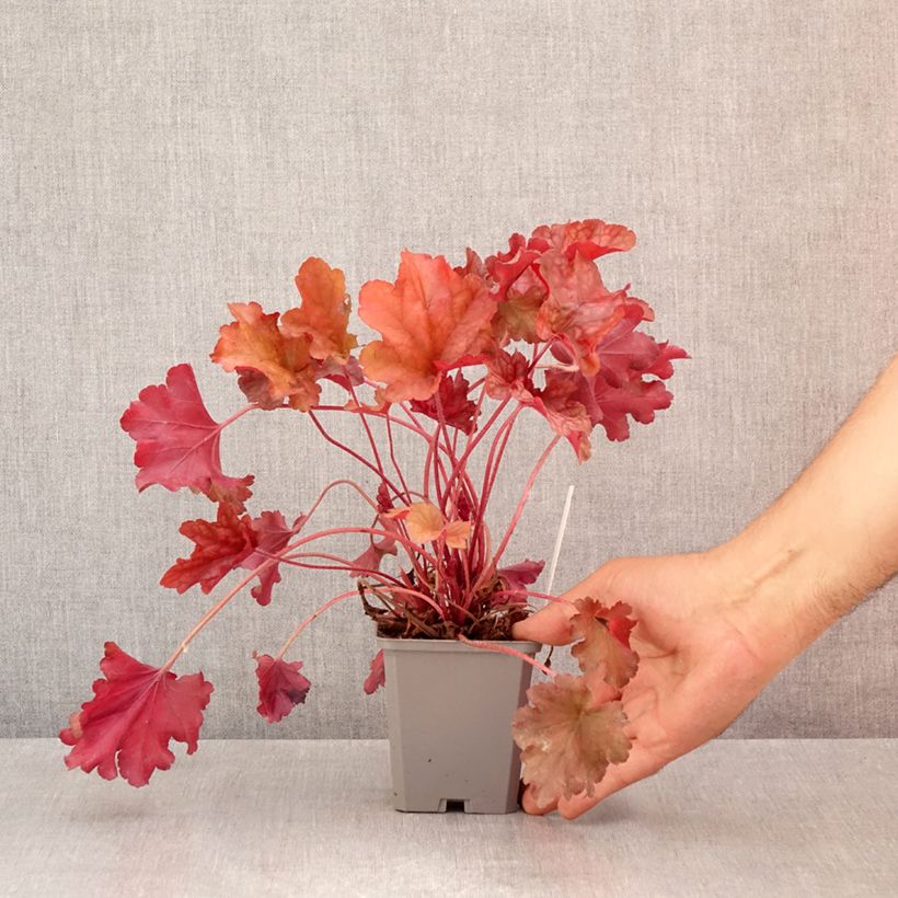 Exemplar von Heuchera Coral Sea - Purpurglöckchen Kleine Töpfe von 8/9 cm wie im Sommer geliefert