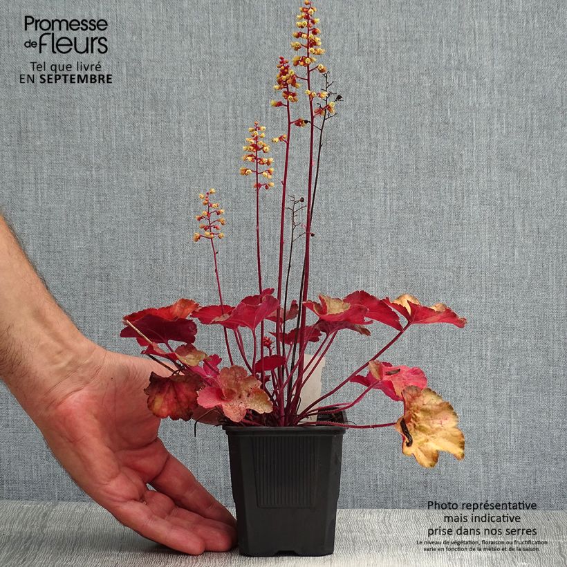 Exemplar von Heuchera Little Cutie Blondie - Purpurglöckchen Kleine Töpfe von 8/9 cm wie im Sommer geliefert