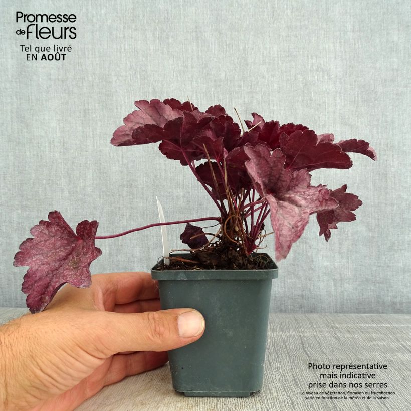 Exemplar von Heuchera Pink Panther - Purpurglöckchen Kleine Töpfe von 8/9 cm wie im Sommer geliefert