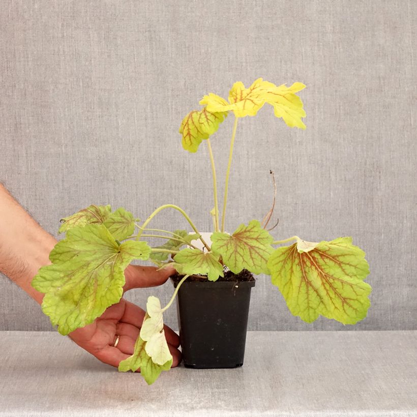 Exemplar von Heuchera Red Lightning - Purpurglöckchen Kleine Töpfe von 8/9 cm wie im Sommer geliefert