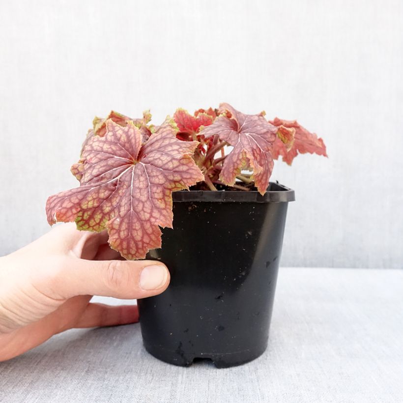 Exemplar von Heuchera Red Lightning - Purpurglöckchen Topf mit 1,5L/2L wie im Winter geliefert