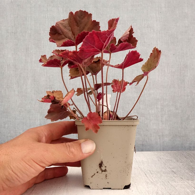 Exemplar von Heuchera XXL - Purpurglöckchen Kleine Töpfe von 8/9 cm wie im Sommer geliefert