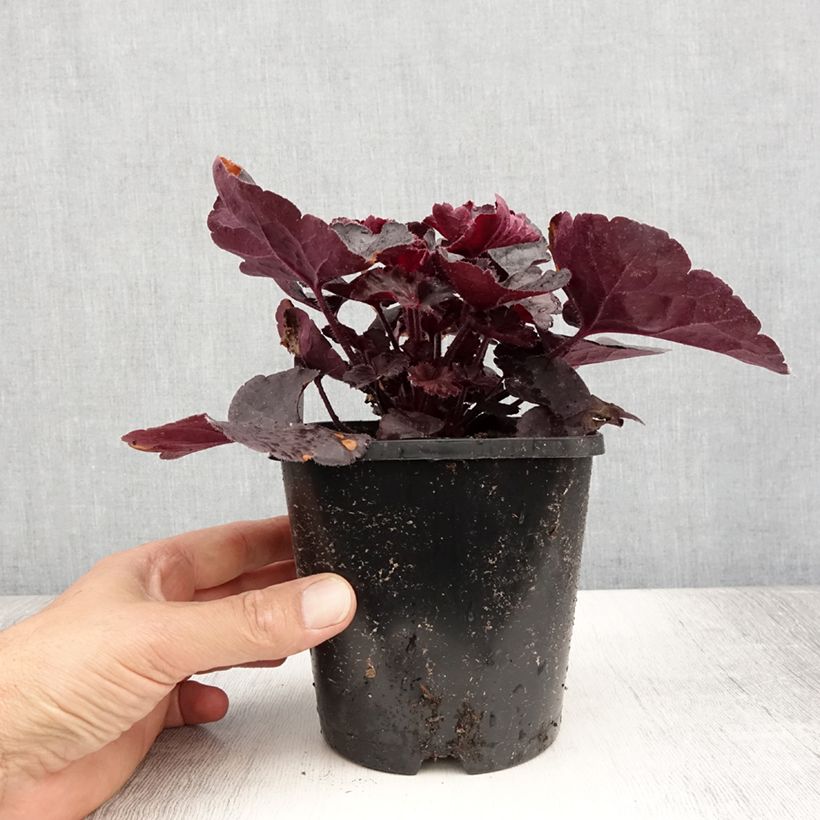Exemplar von Heuchera Black Forest Cake - Purpurglöckchen Topf mit 1L/1,5L wie im Sommer geliefert