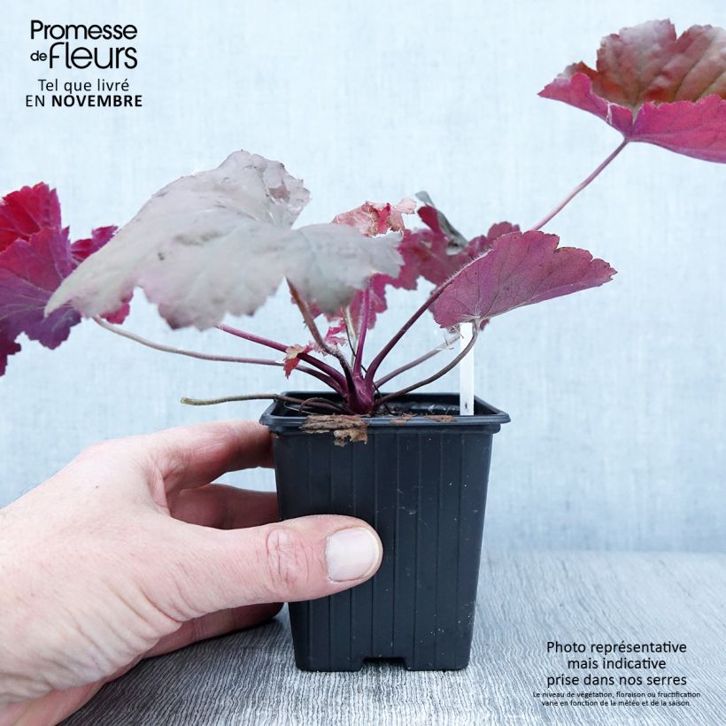 Exemplar von Heuchera Bloody Dinosaur - Purpurglöckchen Kleine Töpfe von 8/9 cm wie im Herbst geliefert