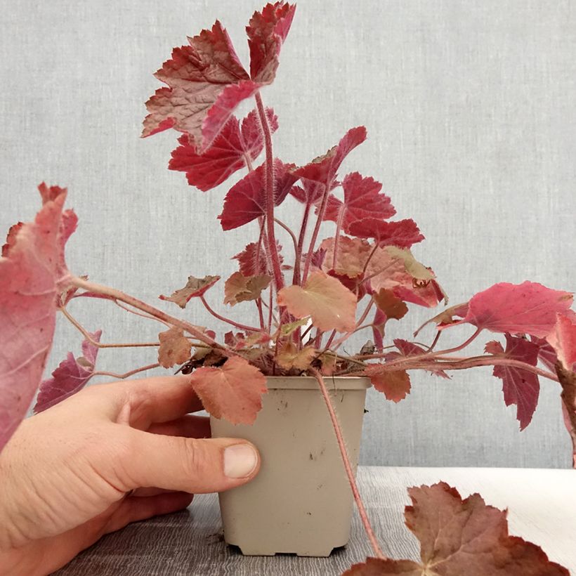 Exemplar von Heuchera Brownies - Purpurglöckchen Kleine Töpfe von 8/9 cm wie im Frühjahr geliefert