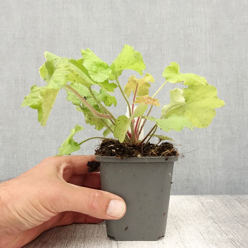 Exemplar von Heuchera Guacamole - Purpurglöckchen Kleine Töpfe von 8/9 cm wie im Sommer geliefert