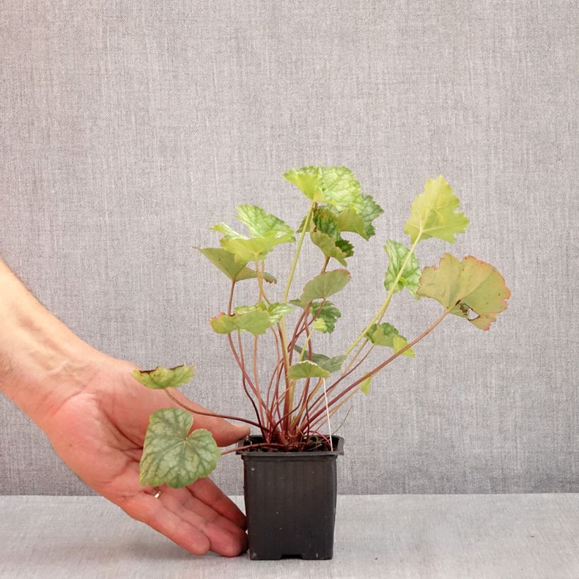 Exemplar von Heuchera americana Dale s Strain - Purpurglöckchen Kleine Töpfe von 8/9 cm wie im Sommer geliefert