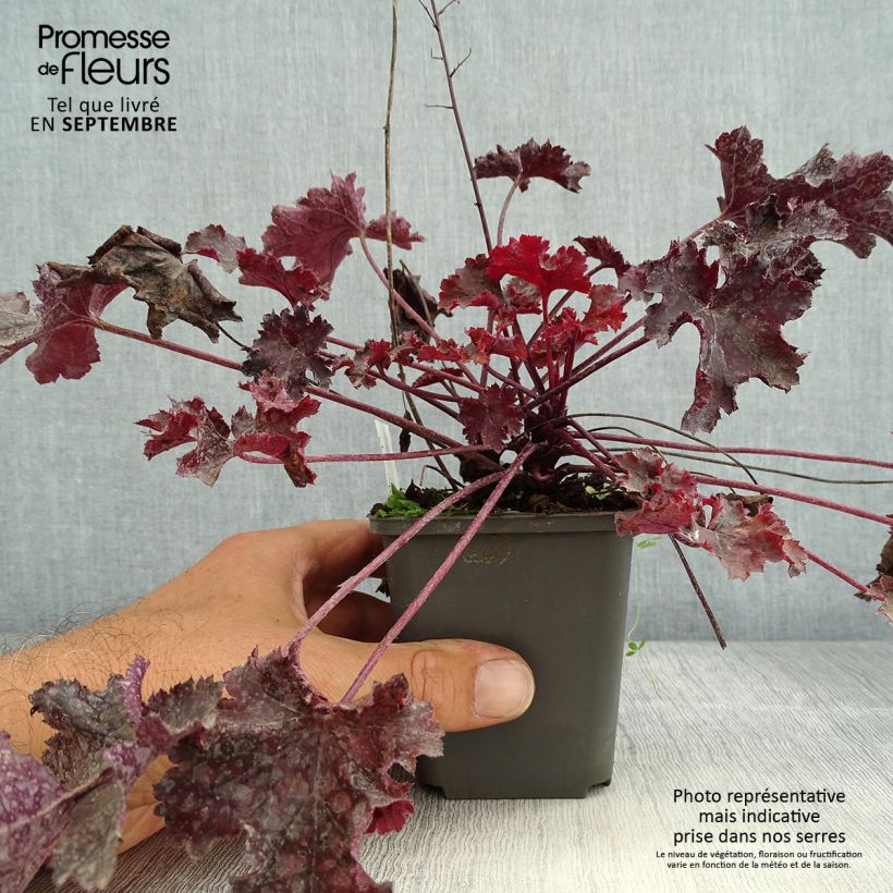 Exemplar von Heuchera Black Beauty - Purpurglöckchen Kleine Töpfe von 8/9 cm wie im Sommer geliefert
