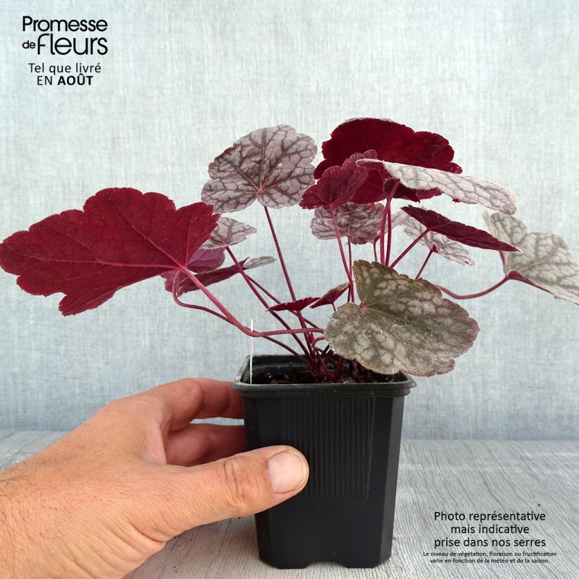 Exemplar von Heuchera Cascade Dawn - Purpurglöckchen Kleine Töpfe von 8/9 cm wie im Sommer geliefert