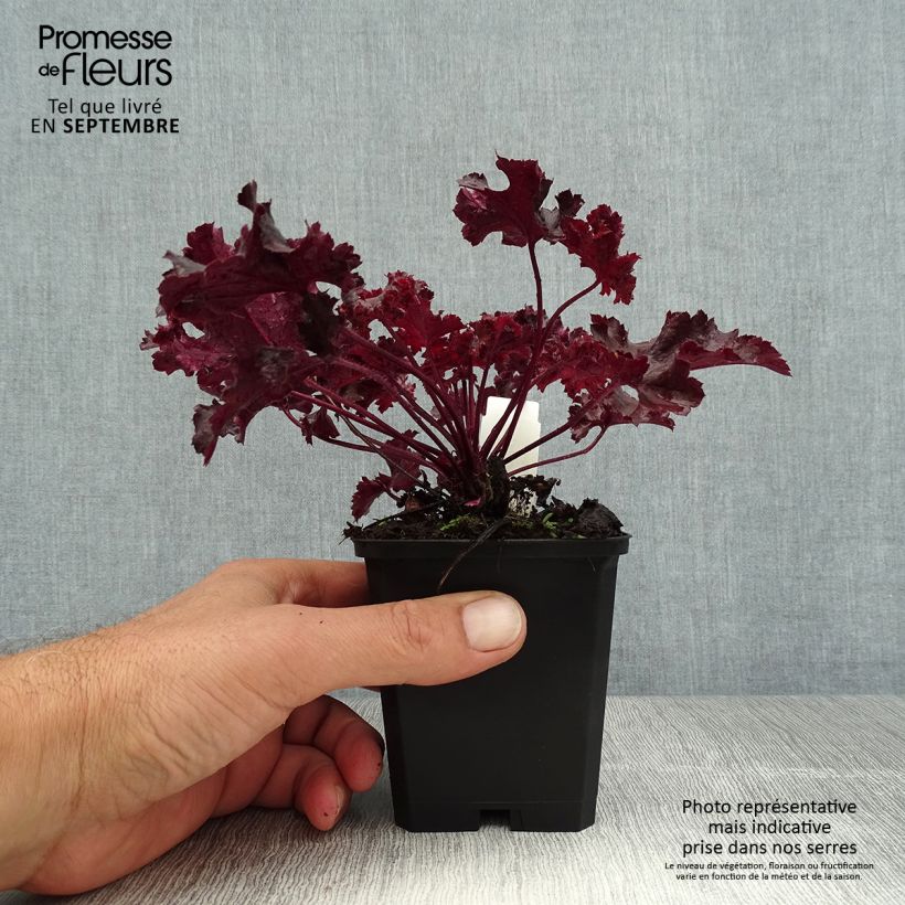 Exemplar von Heuchera Chocolate Ruffle - Purpurglöckchen Kleine Töpfe von 8/9 cm wie im Sommer geliefert