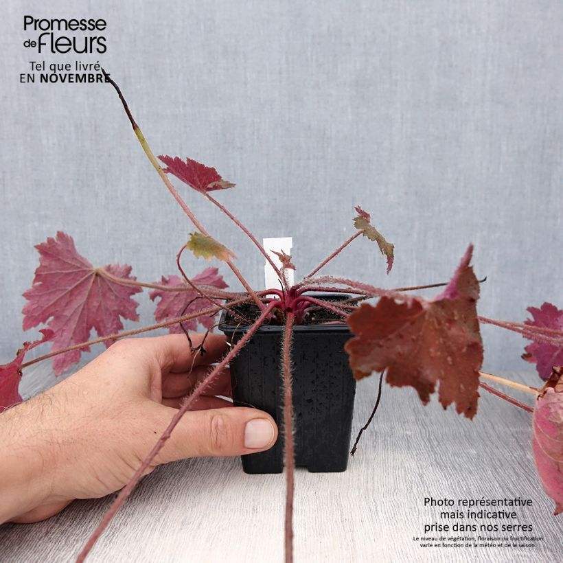 Exemplar von Heuchera Copper Dinosaur - Purpurglöckchen Kleine Töpfe von 8/9 cm wie im Herbst geliefert