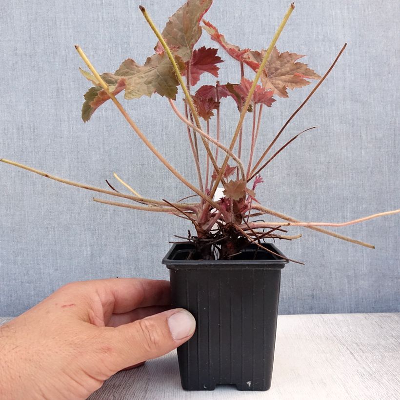 Exemplar von Heuchera Copper Dinosaur - Purpurglöckchen Kleine Töpfe von 8/9 cm wie im Sommer geliefert