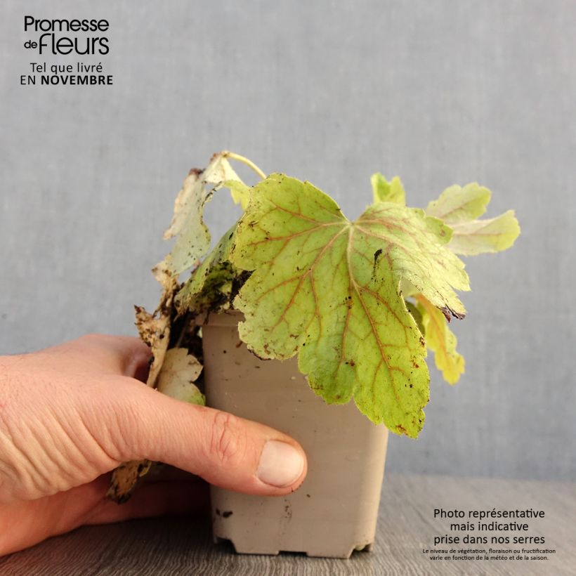 Exemplar von Heuchera Electric Lime - Purpurglöckchen Kleine Töpfe von 8/9 cm wie im Herbst geliefert