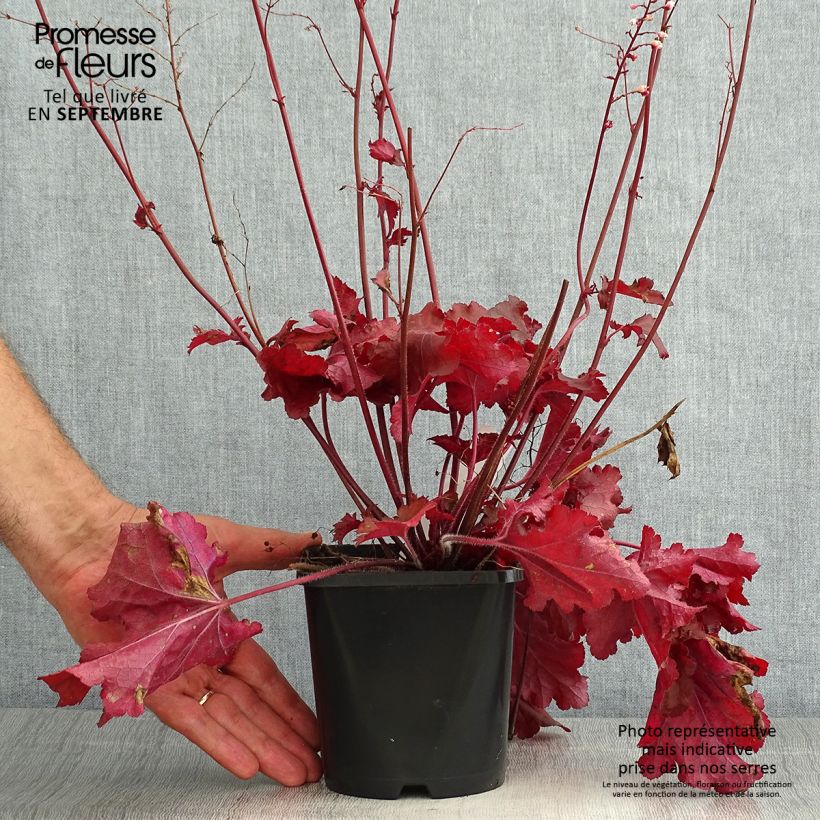 Exemplar von Heuchera Forever Red - Purpurglöckchen Topf mit 1,5L/2L wie im Sommer geliefert