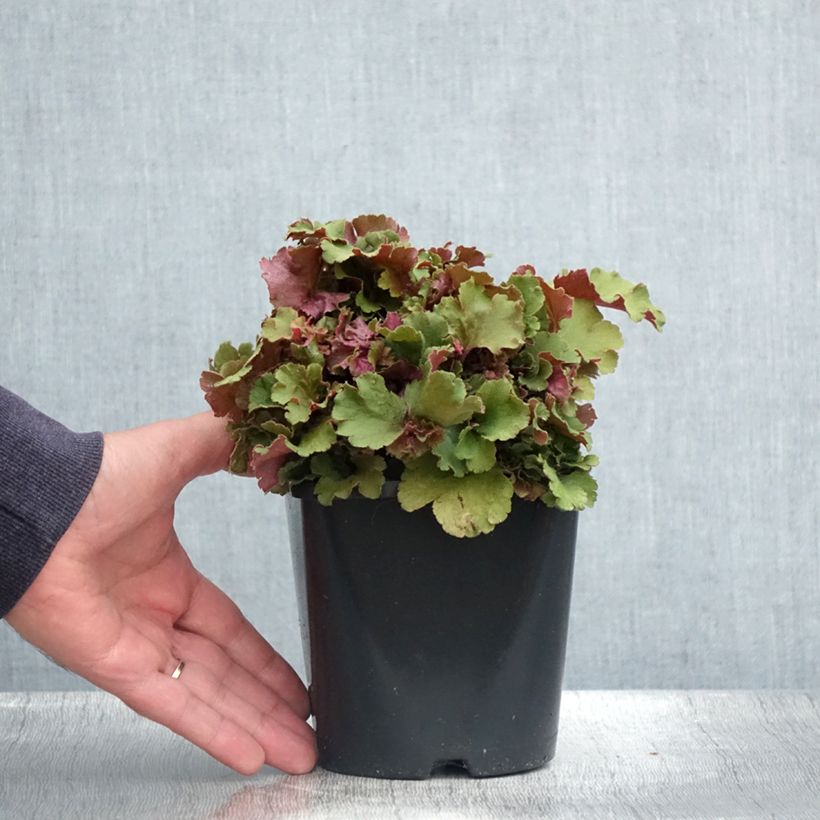 Exemplar von Heuchera Frilly - Purpurglöckchen Topf mit 1,5L/2L wie im Sommer geliefert