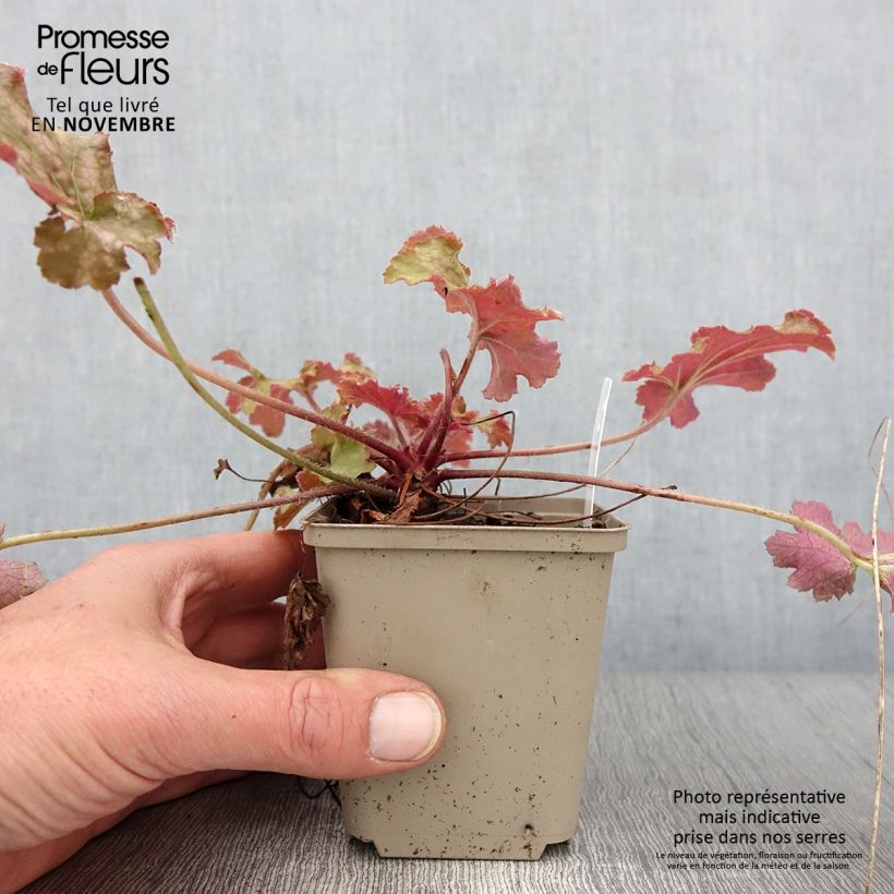 Exemplar von Heuchera Ginger Peach - Purpurglöckchen Kleine Töpfe von 8/9 cm wie im Herbst geliefert