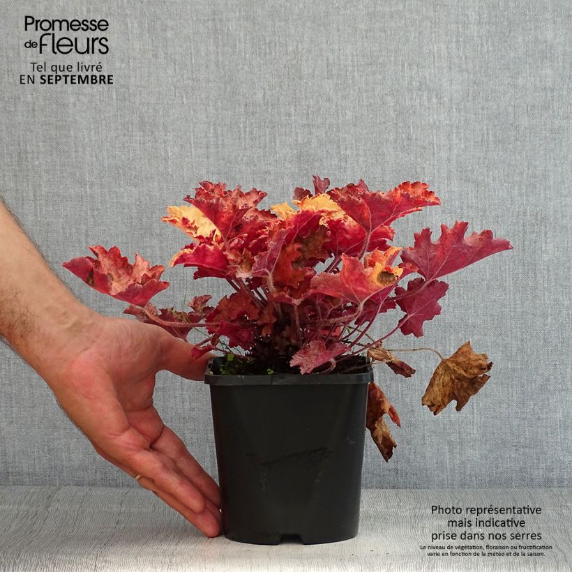 Exemplar von Heuchera Ginger Peach - Purpurglöckchen Topf mit 1L/1,5L wie im Sommer geliefert