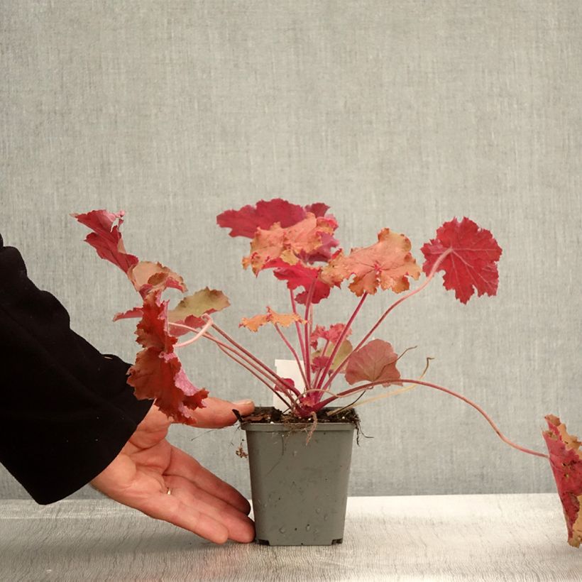 Exemplar von Heuchera - Purpurglöckchen Kleine Töpfe von 8/9 cm wie im Herbst geliefert